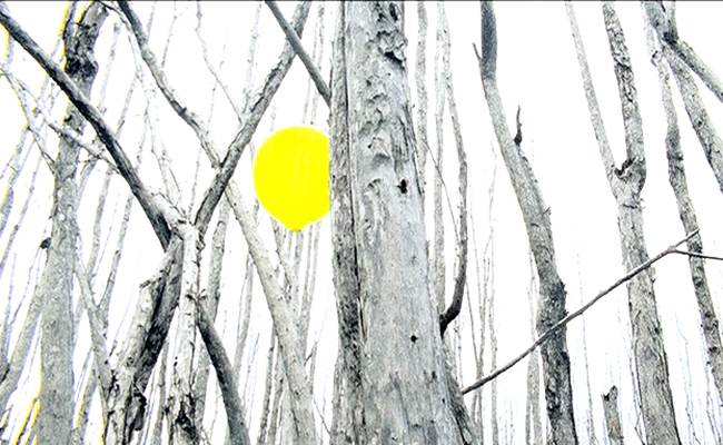 Yellow Pages